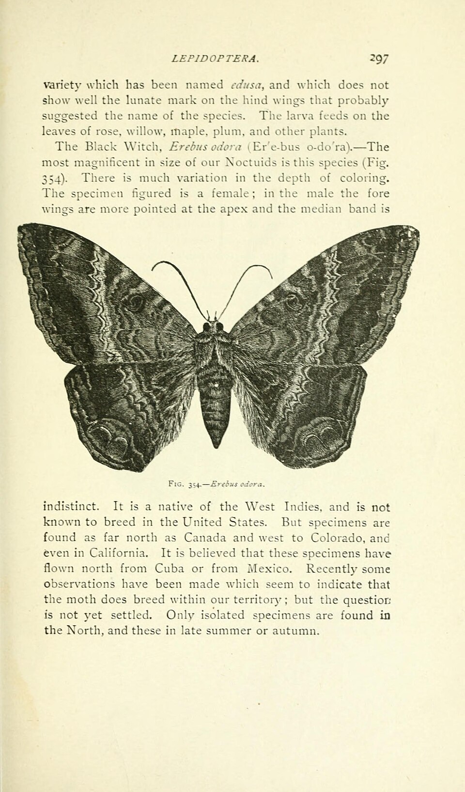 Erebus